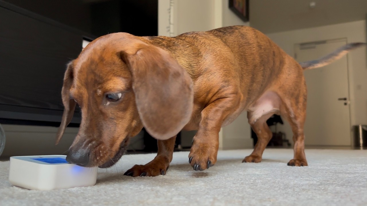 Mini dachshund's unexpected toys!