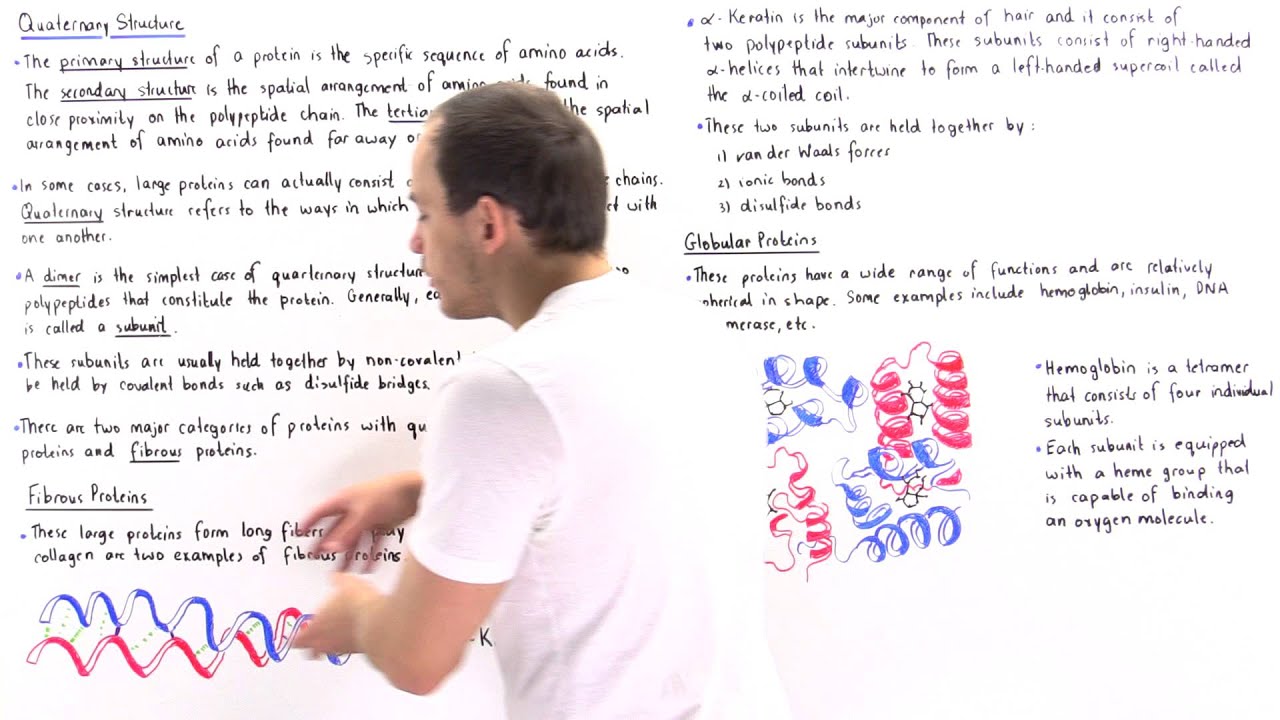 Quaternary Structure of Proteins