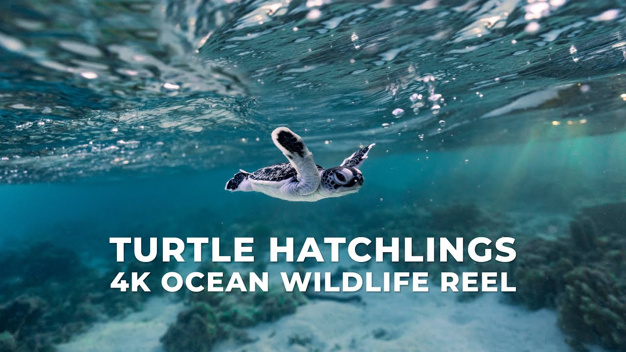 Turtle Hatchlings & Marine Life | 4K Wildlife Reel