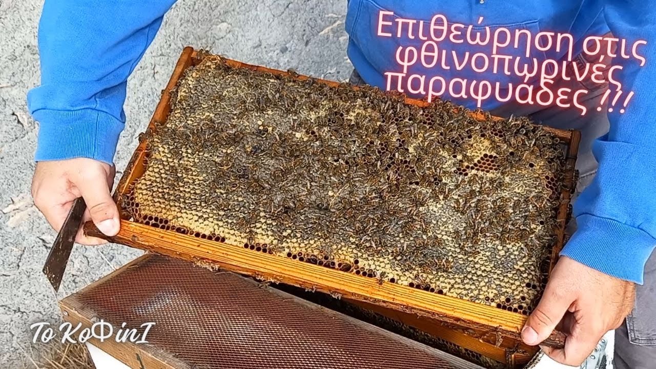 Παραφυάδες ΟΚΤΩΒΡΙΟΥ σε τρικυψελίδια και 5άρες κυψέλες | Μελισσοκομία 2023 | Το ΚοΦινΙ