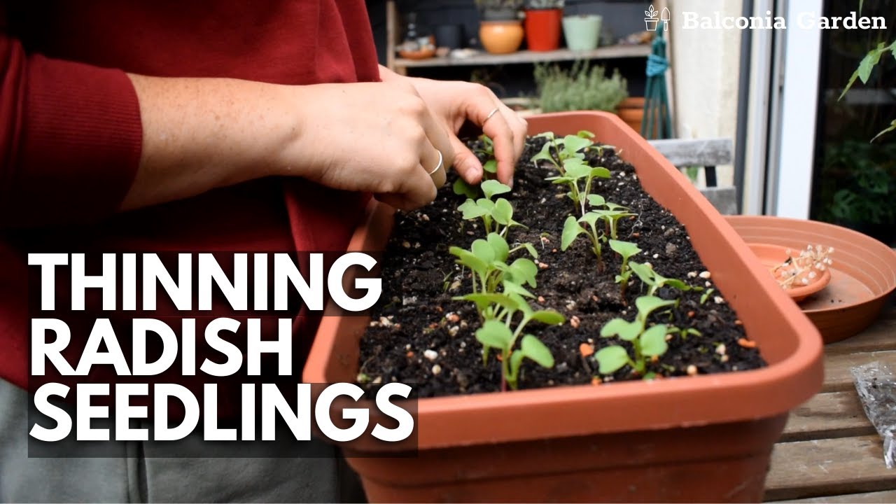 How To Thin Out Radish Seedlings Grown In Containers | Balconia Garden