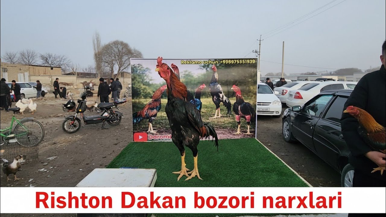 RISHTON DAKAN BOZORI NARXLARI SIZGA QIZIQMI? UNDA BU VIDEO SIZ UCHUN