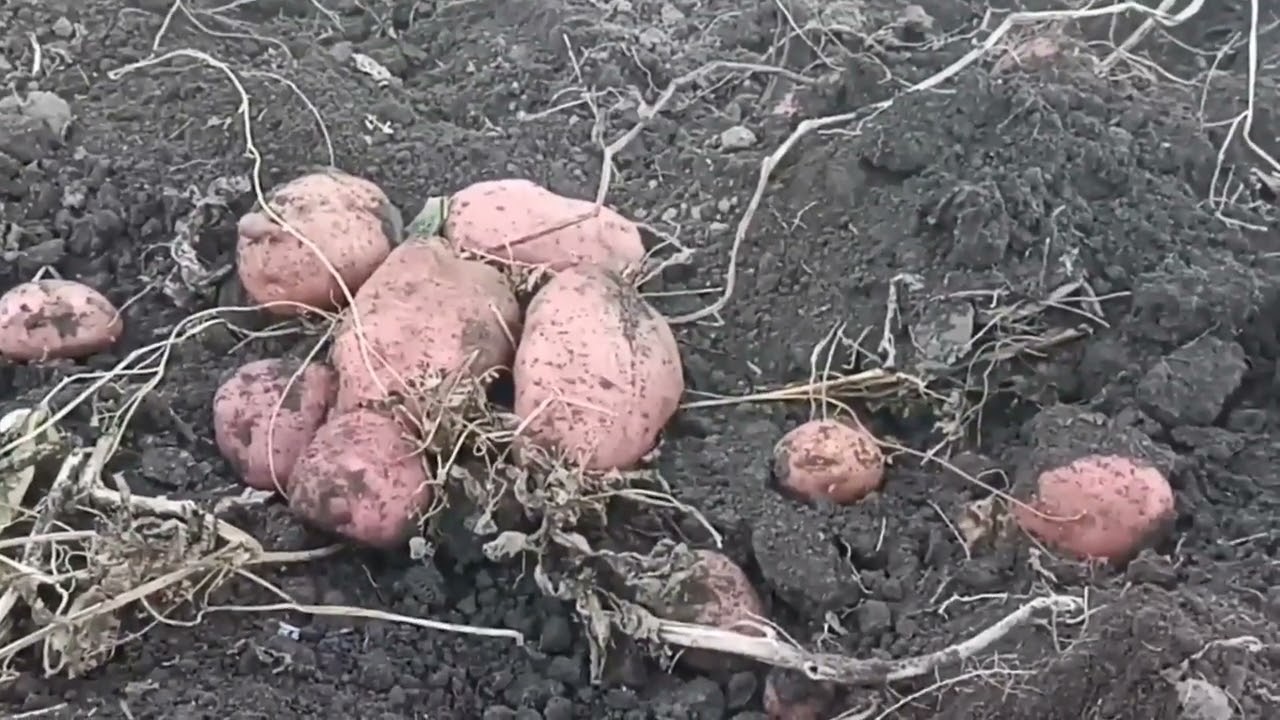 Новый сорт картофеля сезон 2025 г Пламя // вацап/мах каталог 89152458159 письменно