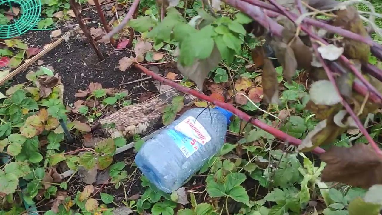 Ежевика, сорта на вылет 2 часть