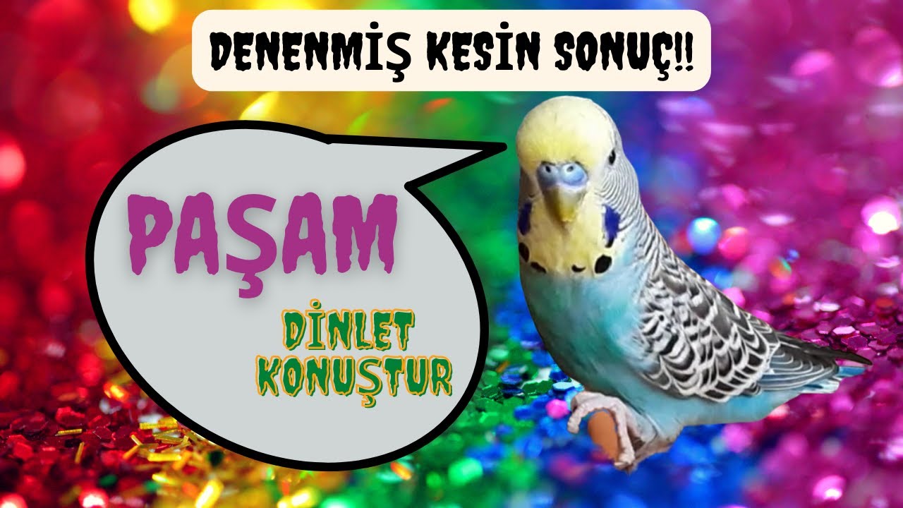 PAŞAM MUHABBET KUŞU KONUŞTURMA SES KAYDI
