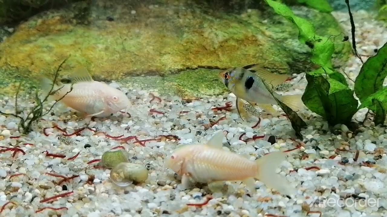 Baby Blue Acara feeding on bloodworms