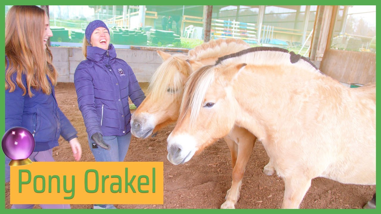 🔮 Ponys BESTIMMEN unseren Tag (Orakel) 🌈 // Blondis auf Fjordis