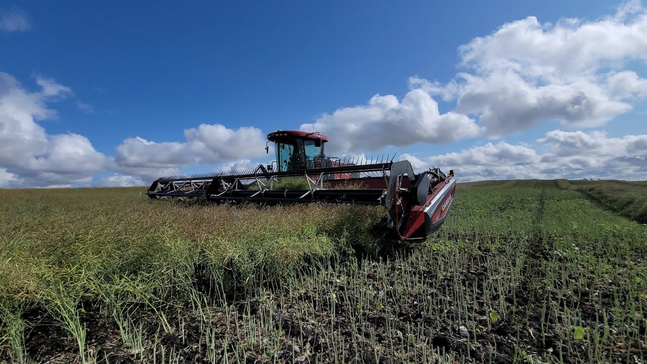 Ashtyn Swathing day 2