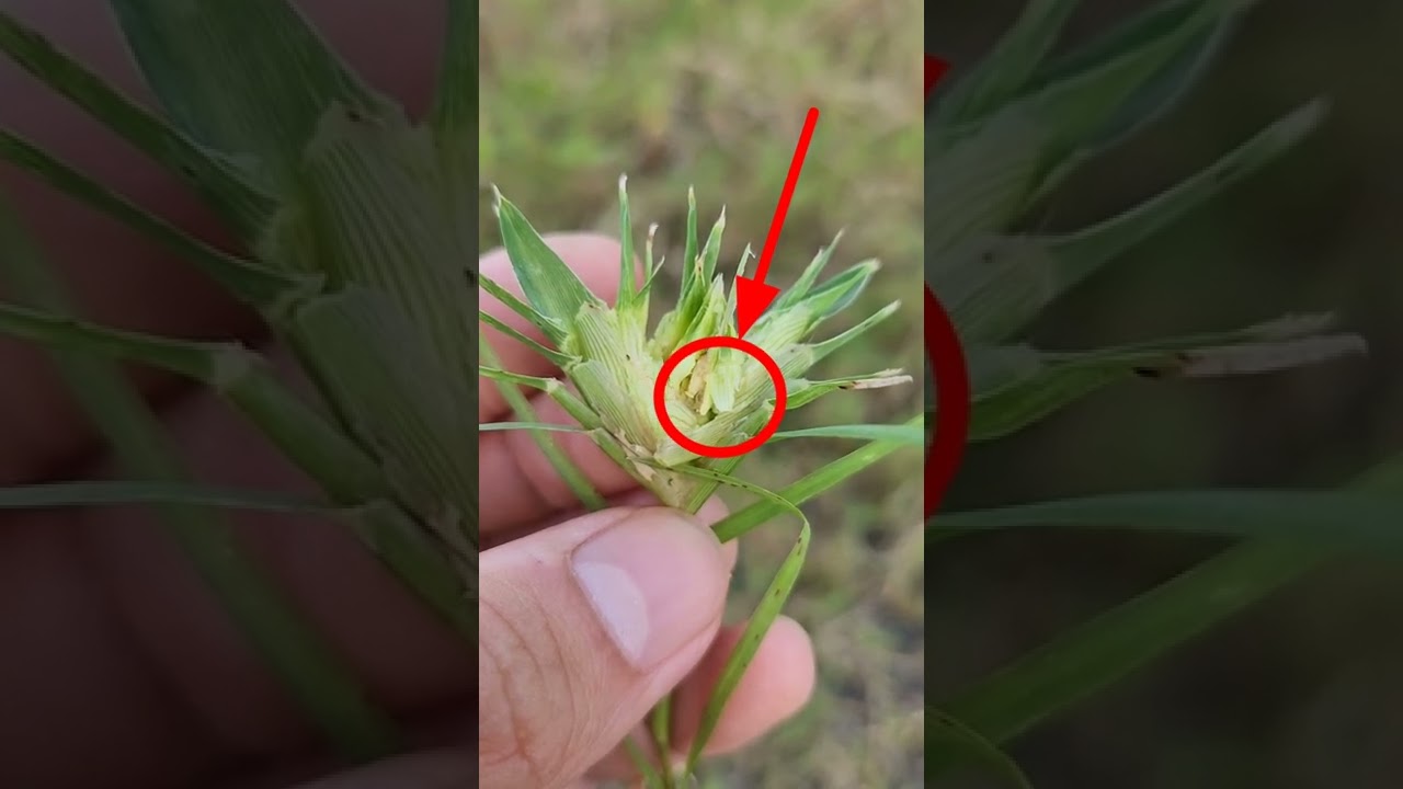 CỎ G&Agrave; CHỌI | CỎ CHỈ