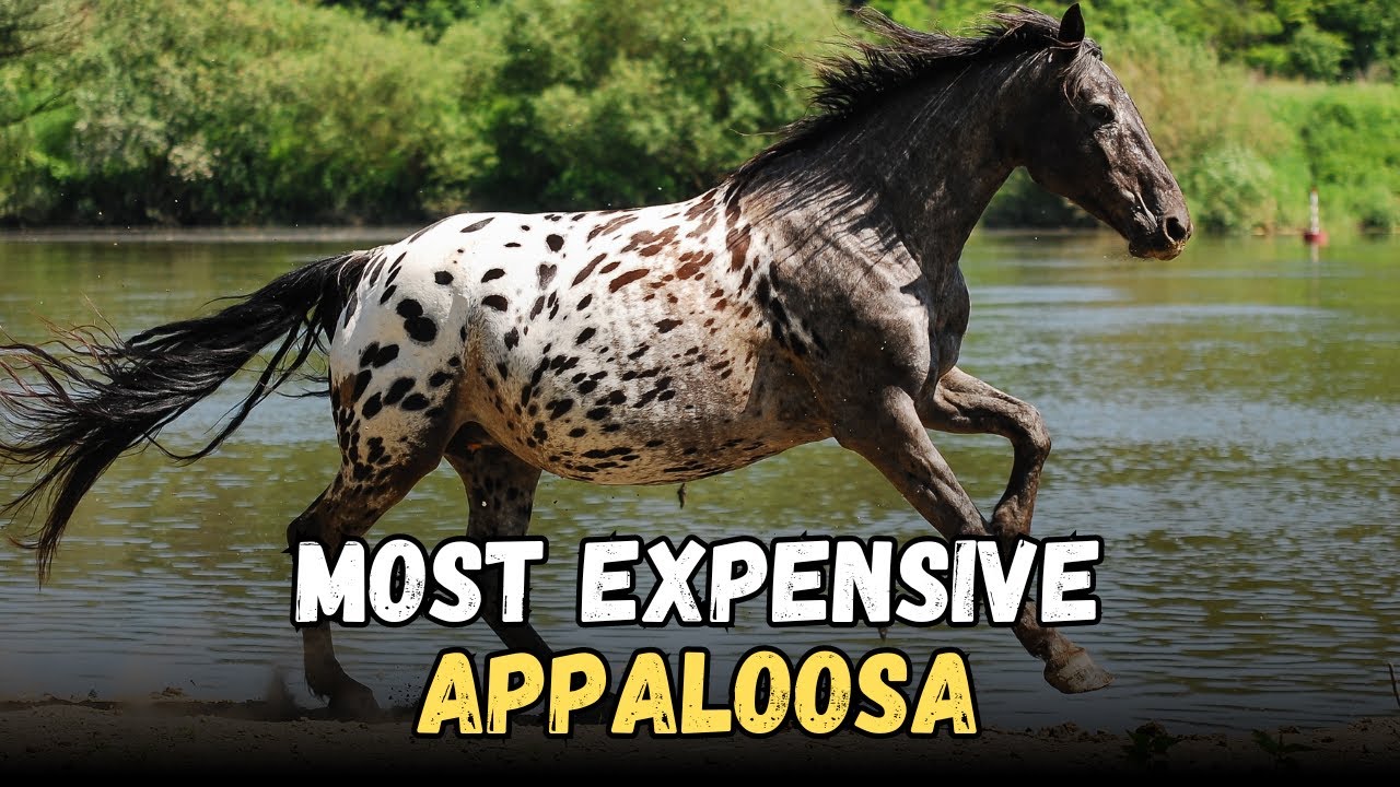 The Appaloosa Horse: The Speckled Beauty Worth a Fortune &mdash; MUST WATCH