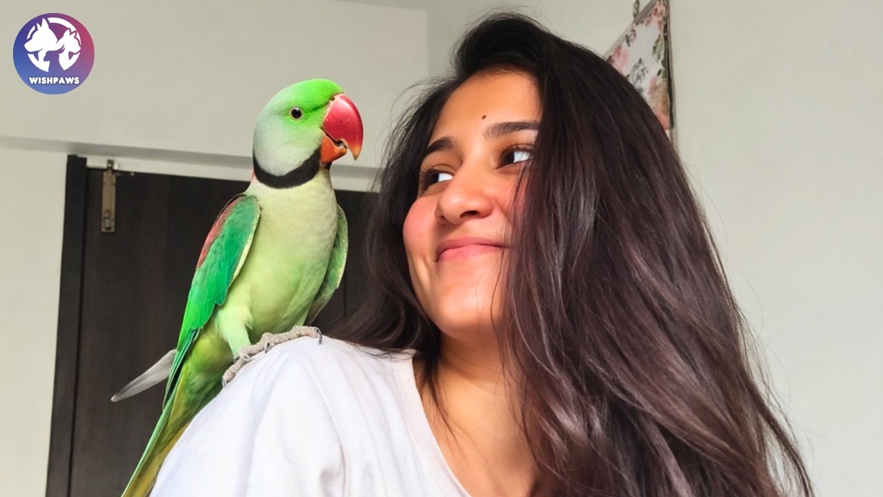 This Wild Parrot Shows Up on Her Balcony Every Single Day