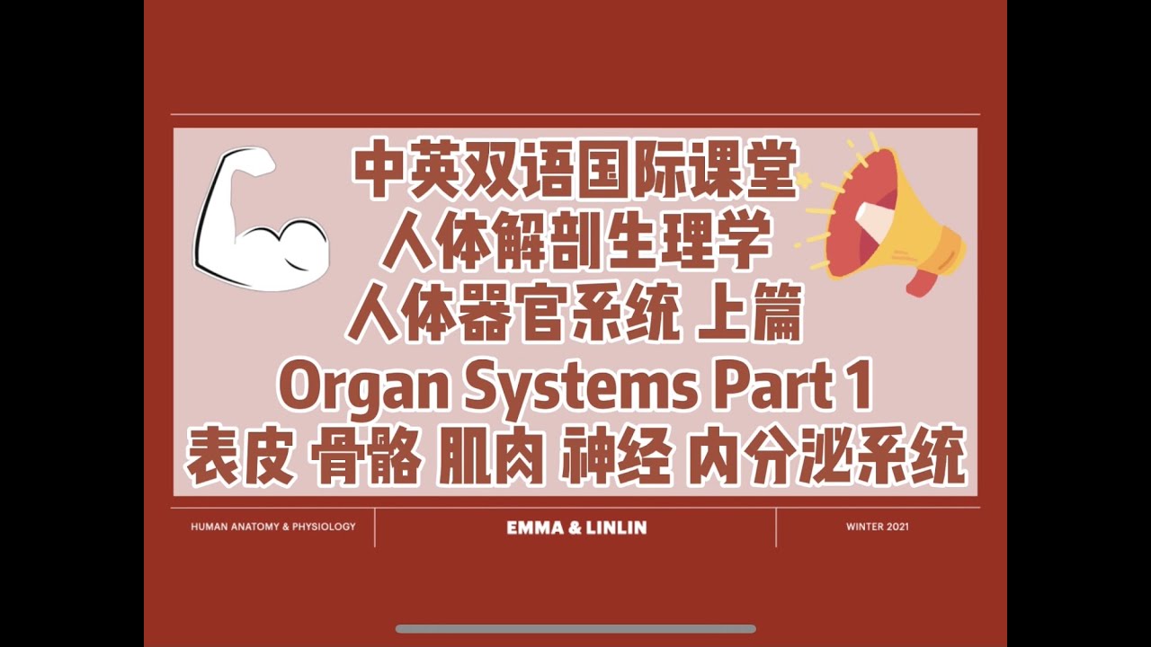 【中英双语国际课-人体解剖生理学】器官系统介绍上篇 | An Overview of Endocrine/Integumentary/Skeletal/Muscular/Nervous System