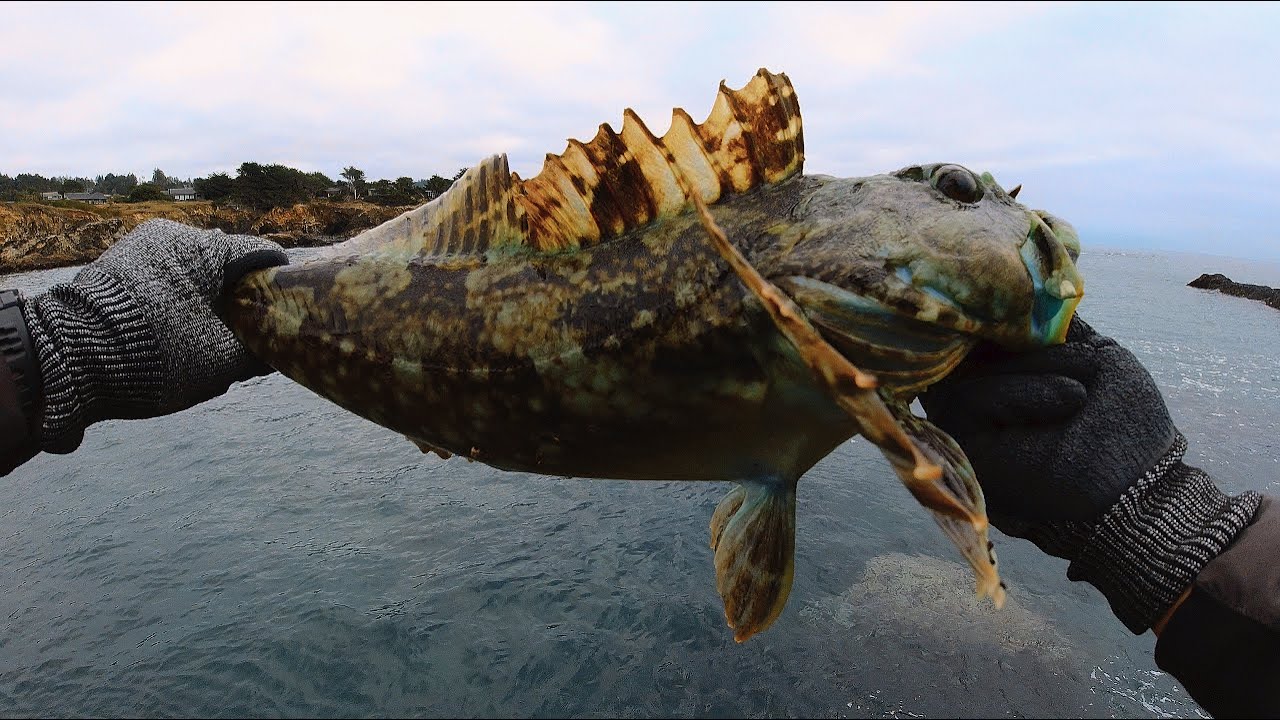 I Caught A Monster Fish From Shore