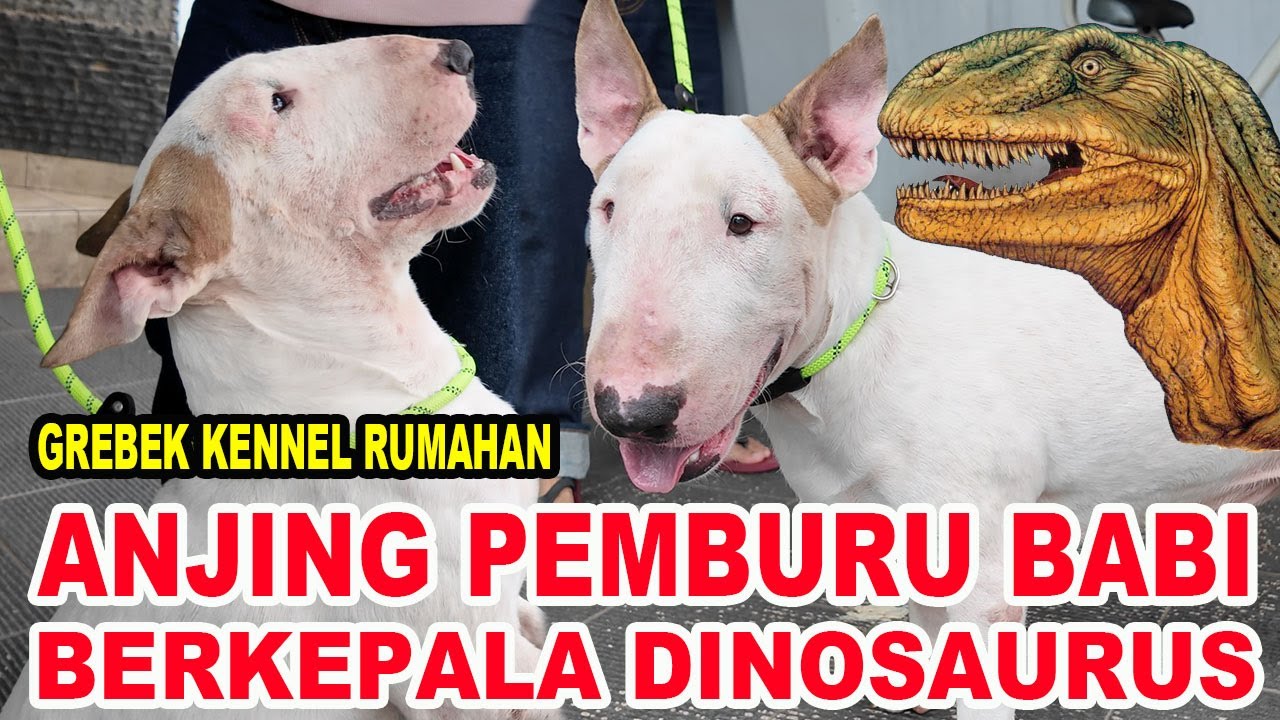 Grebek Peternak Anjing Pemburu Babi Berkepala Dinosaurus - Bull Terrier