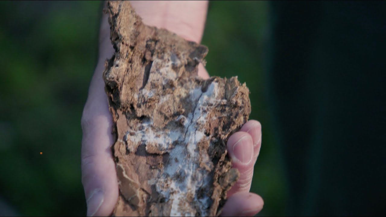 's Werelds grootste organisme vreet dit bos langzaam op