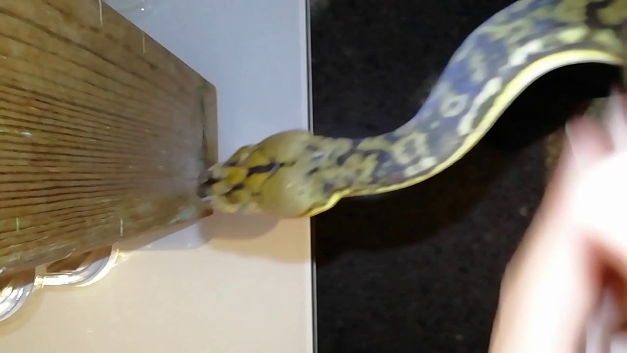 Sexing malayopython timoriensis