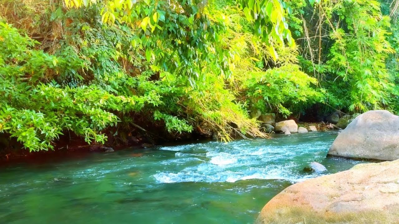 Calm Forest River Sounds | White Noise for Sleep and Focus