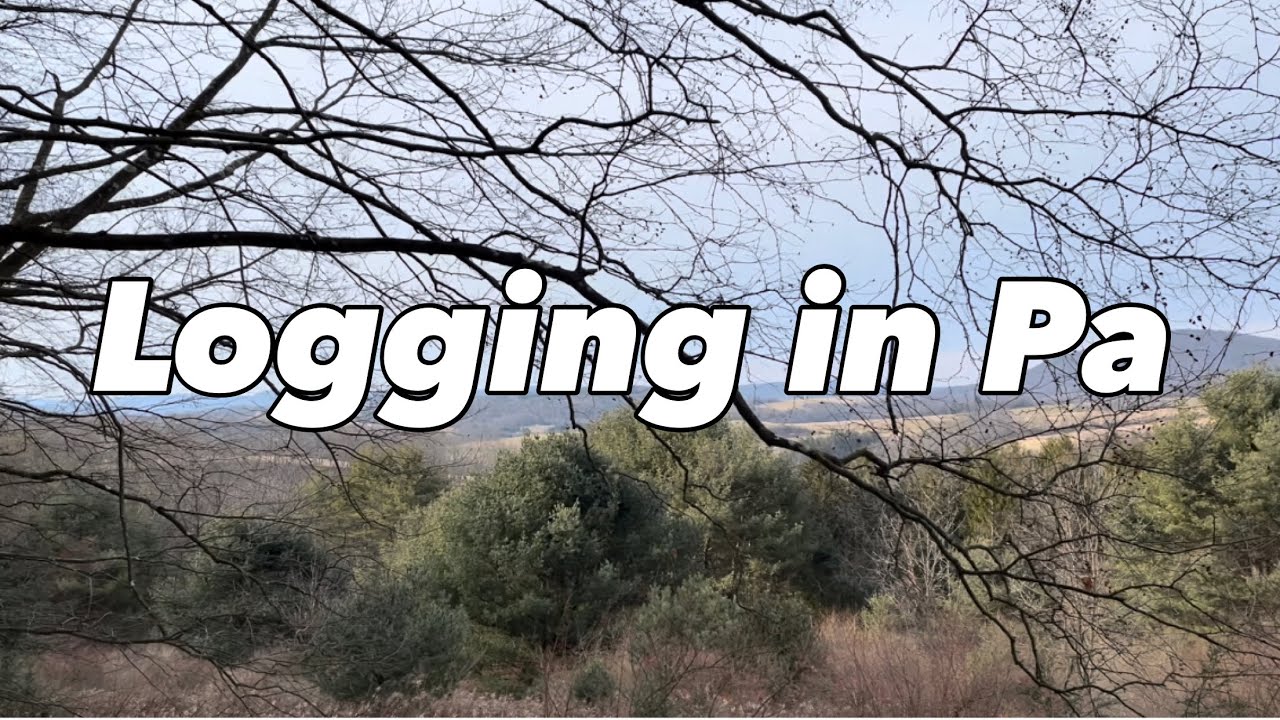 Exploring the NEW log site!!