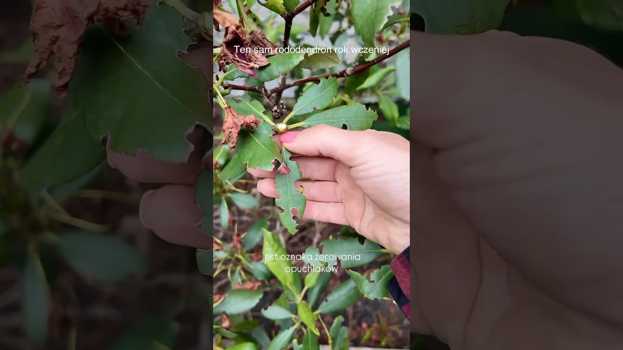 Tw&oacute;j rododendron wygląda podobnie? Działaj już teraz! Wrotycz i Larva Stoper👉ZielonePogotowie.pl