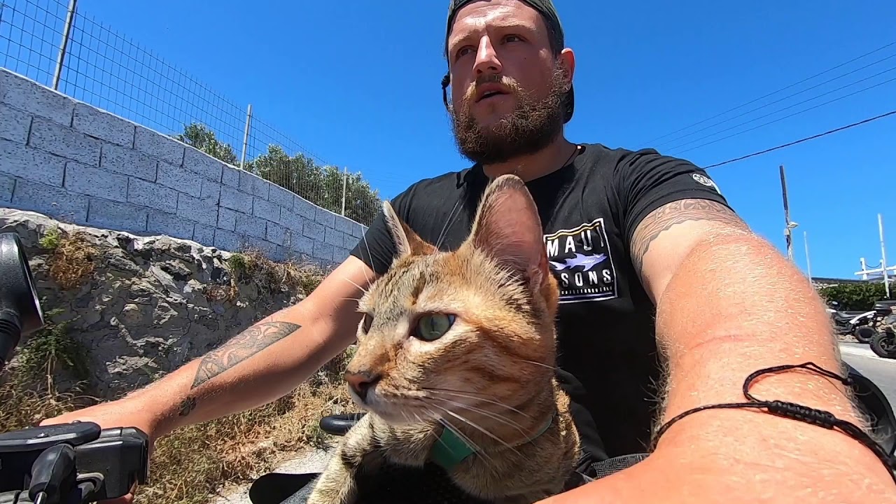 Quad biking cat NALA 😻