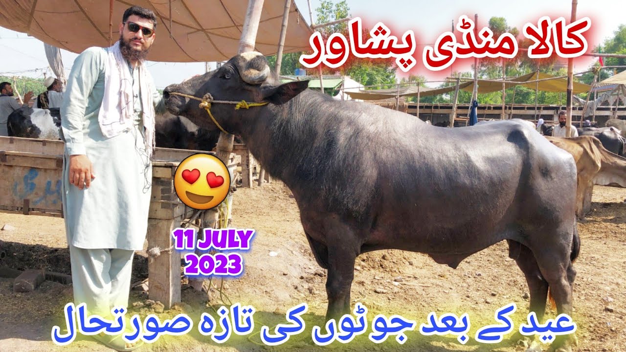 Kala Mandi Peshawar Joti New Updates 11 July 2023 | First Visit After EID 🥰 Cow Mandi Peshawar 😍