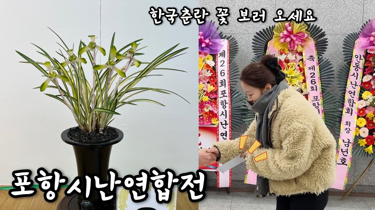 난초vlog 포항시난연합전 후기=3일 동안 앓아누움