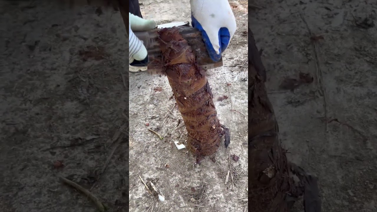 Amazing Skills to Cutting Raw #agriculture #vegetable #cuttingskills #shorts