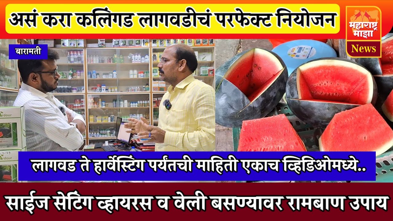 ♦️कलिंगड शेतीतील सर्व प्रश्नांची उत्तरे एकाच व्हिडिओमध्ये ! लागवड ते हार्वेस्टिंग A to Z माहिती..
