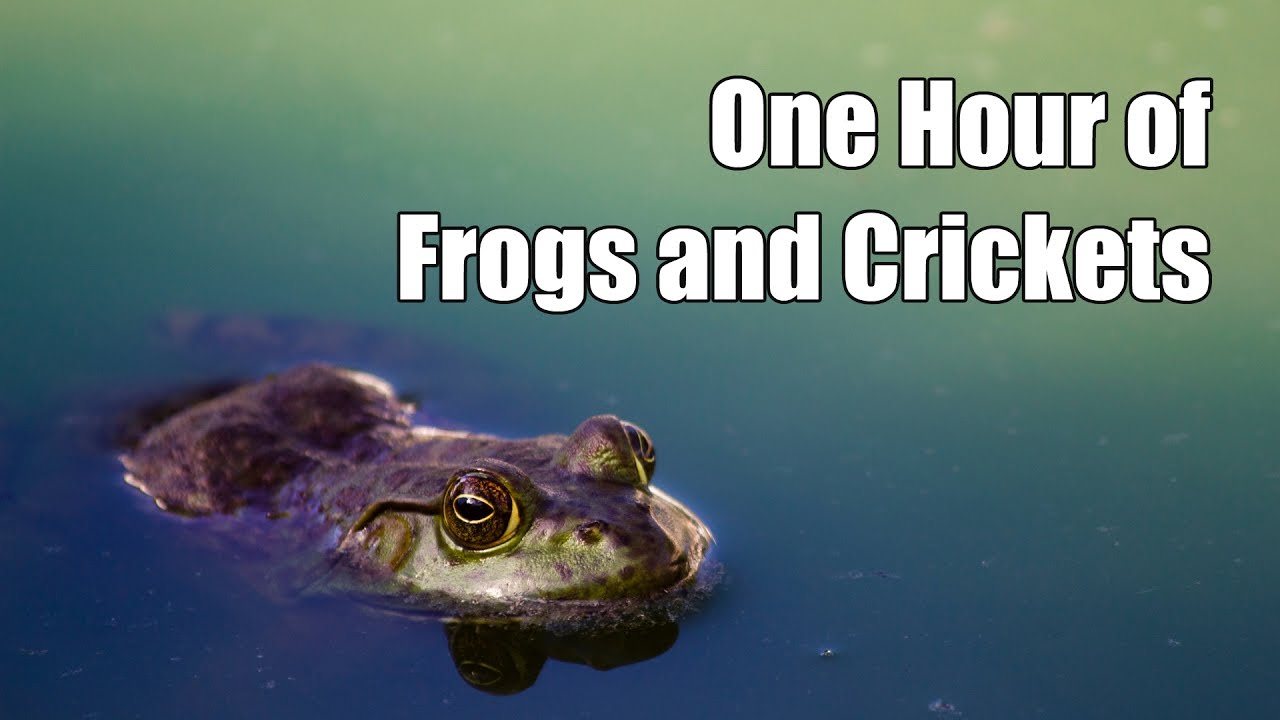 🐸 One Hour of Frogs and Crickets
