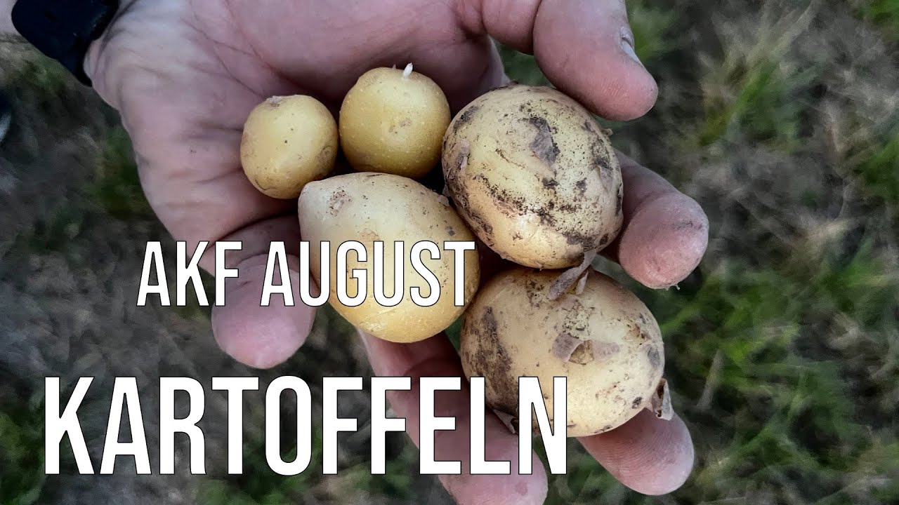 Kartoffeln auschecken im August | Wiesenvlog #012