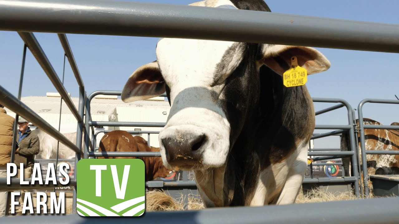 Hurwitz Farming 2024 10th Production Boran Auction