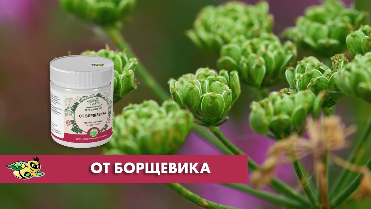 Биопрепарат для борьбы с борщевиком