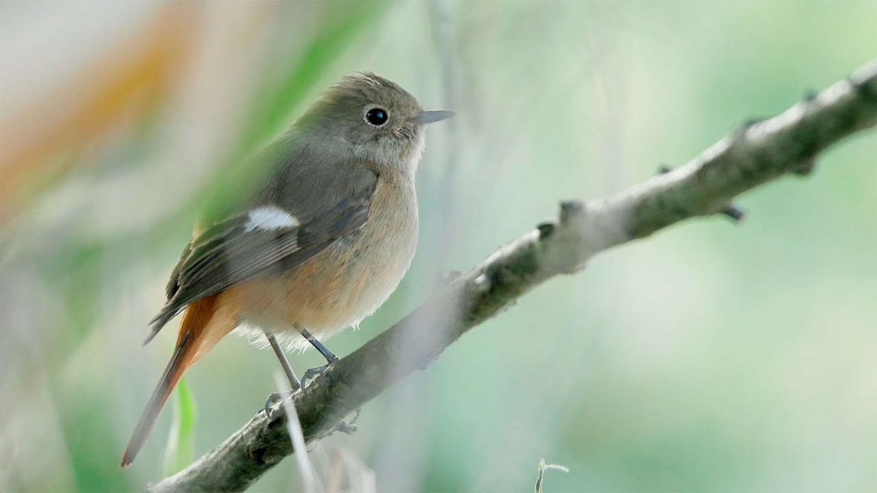 中国南方乡村常见鸟类｜Chinese countryside, a variety of common birds.