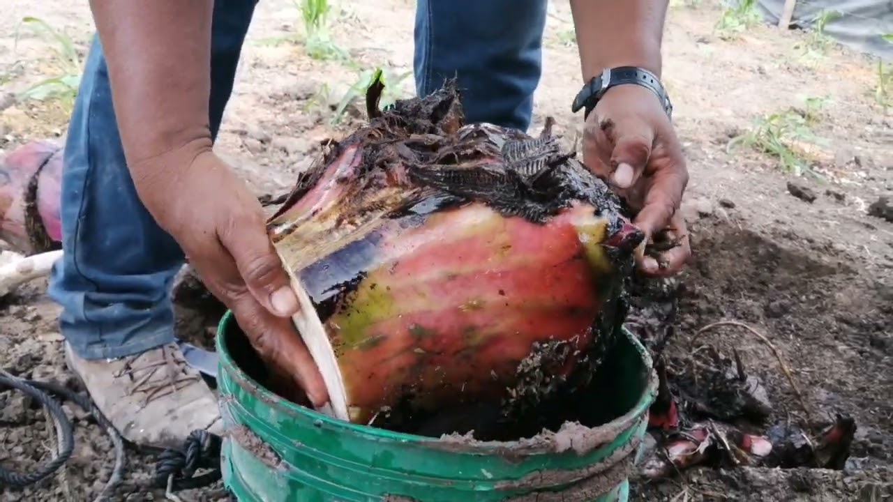 CÓMO DESINFECTAR Y TRATAR TUS PLANTAS DE PLÁTANO CON CAL.?