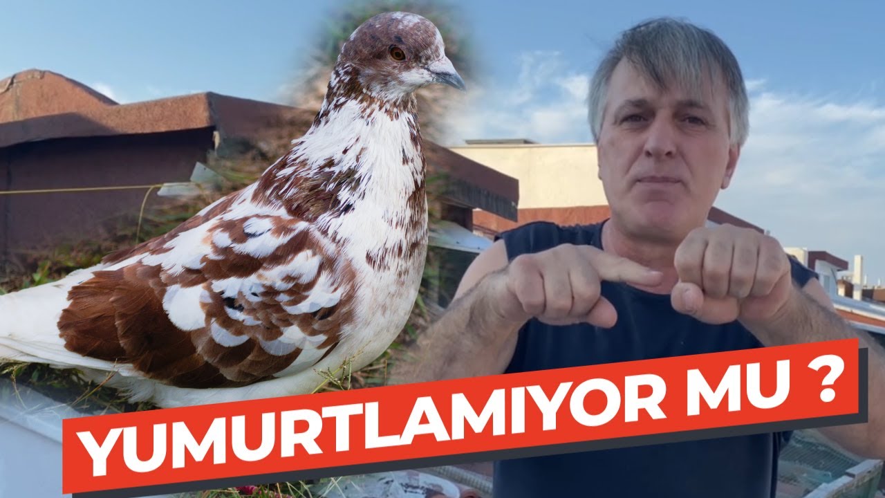 Güvercinler Neden Yumurtlamaz ? Yumurta Kabuğu ne işe yarar ?