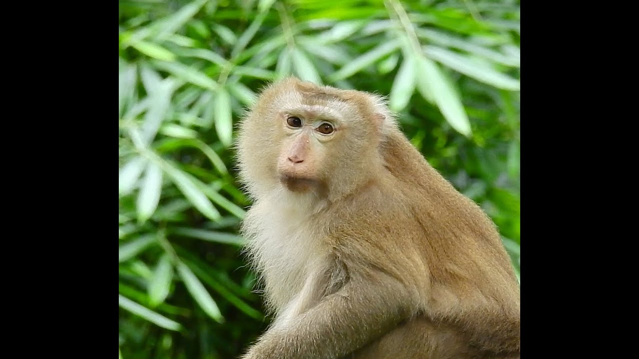 Most Beautiful Footage Of Monkey Ashley,!! Grand Ashley Difficultly Move Stay Still With Big Tummy