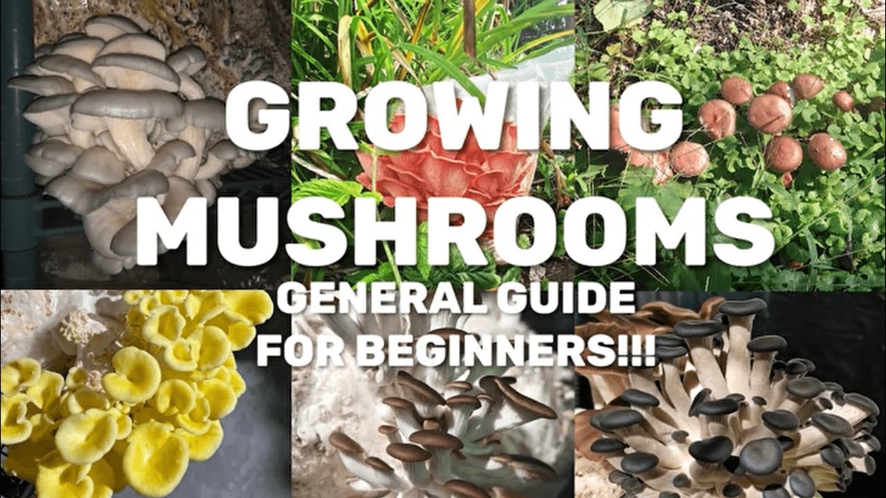 How To Grow Mushrooms (Deleted Video)