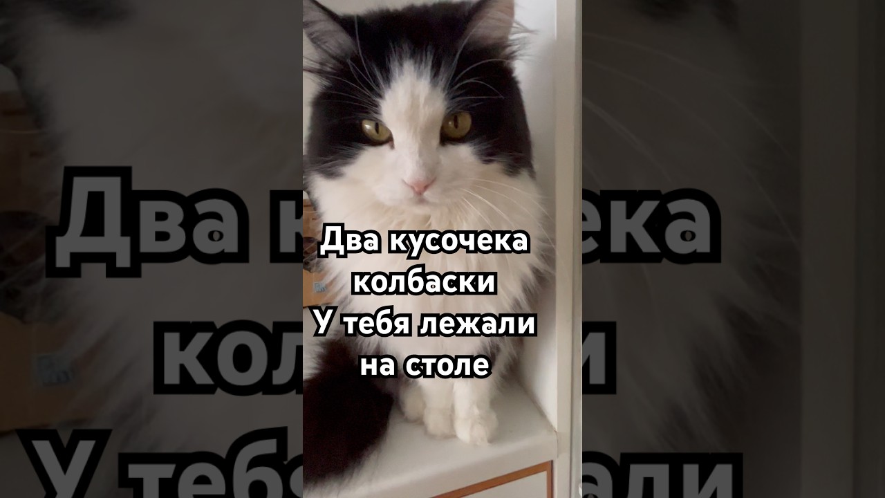 Два кусочека колбаски #котваська #финляндия #котизволгограда #колбаска #жизньвфинляндии #русскийкот