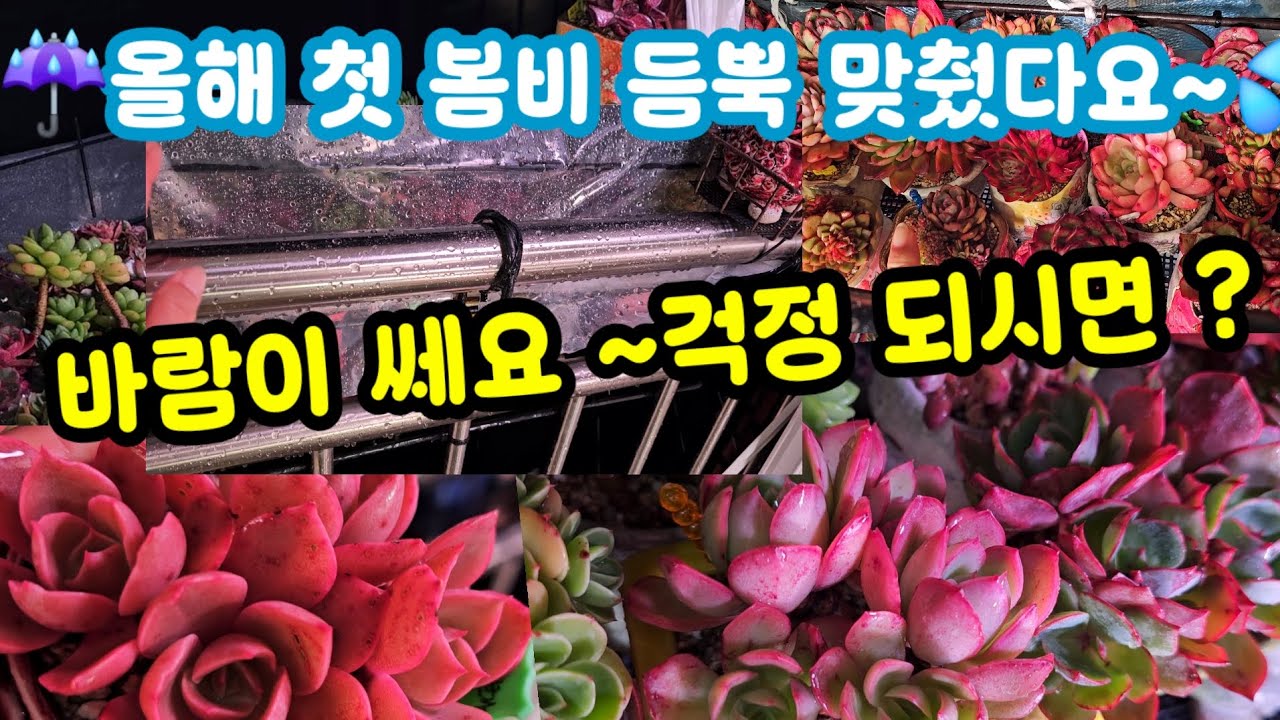 베란다 다육이 첫 봄비 듬뿍 맞춰요☔️💦늘 걱정도 되지만 온도 믿고 걍~~😆추워서 겁나 이뻐유 ~🌸