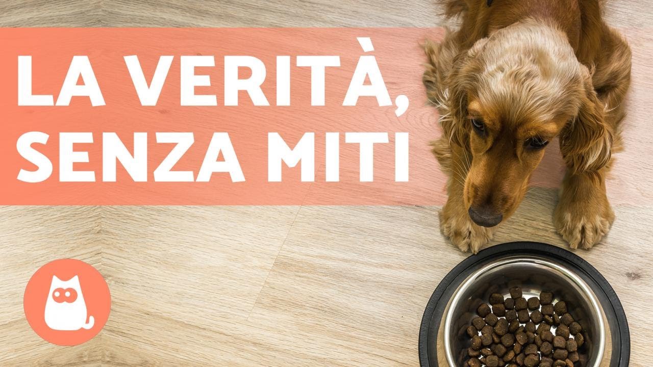 Il cane &egrave; ONNIVORO o CARNIVORO? 🥩🥦 La risposta DEFINITIVA!
