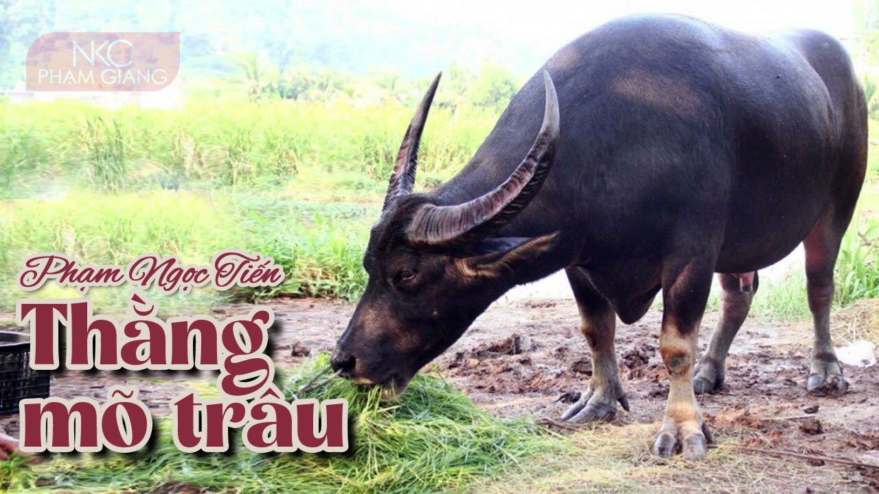 [Truyện ngắn hay] Thằng mõ trâu: vụ cá cược khiến đại gia thành vô sản