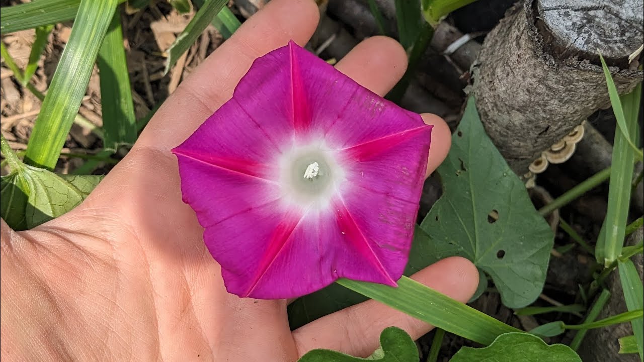 Reagan's Garden Tour (July 2023)
