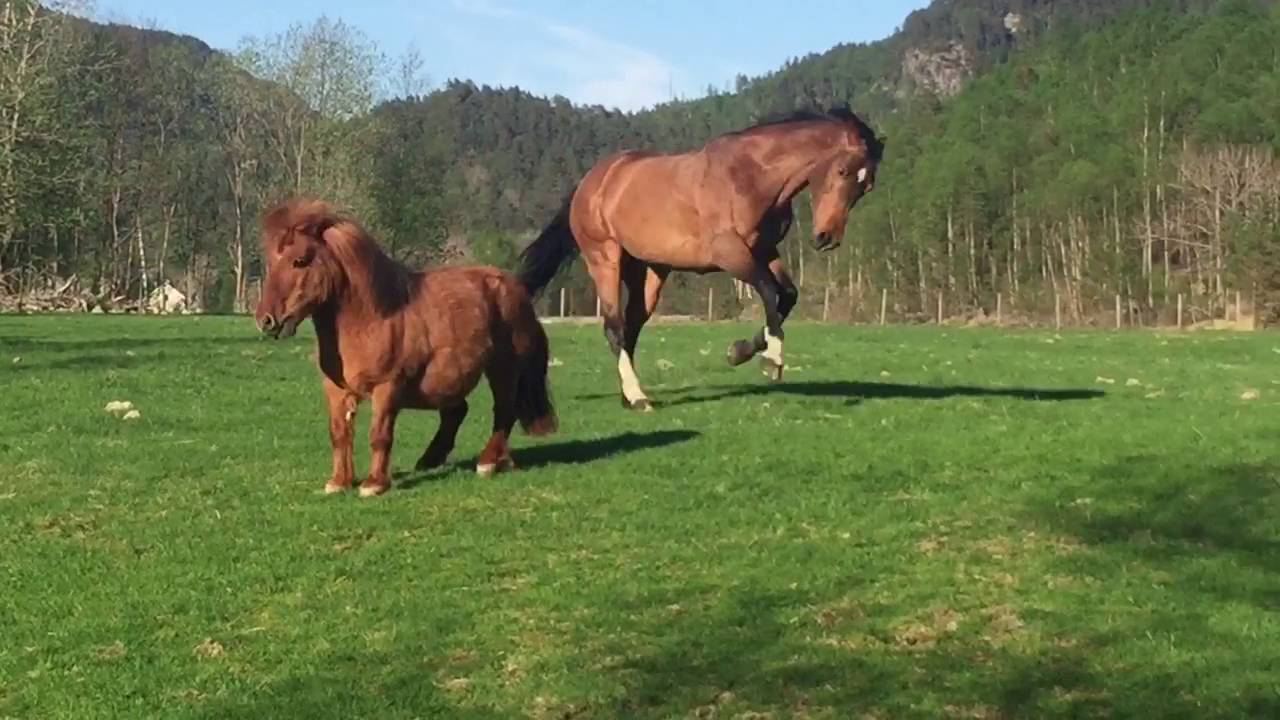 Super-happy horses!