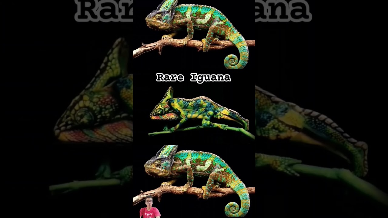 rare iguana #animals #reptiles #chameleon #art #ameleon #chamaeleon #veiledchameleon