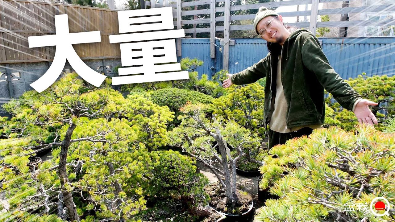 大量の五葉松！その中から九重を植え替えしました。【盆栽Q】