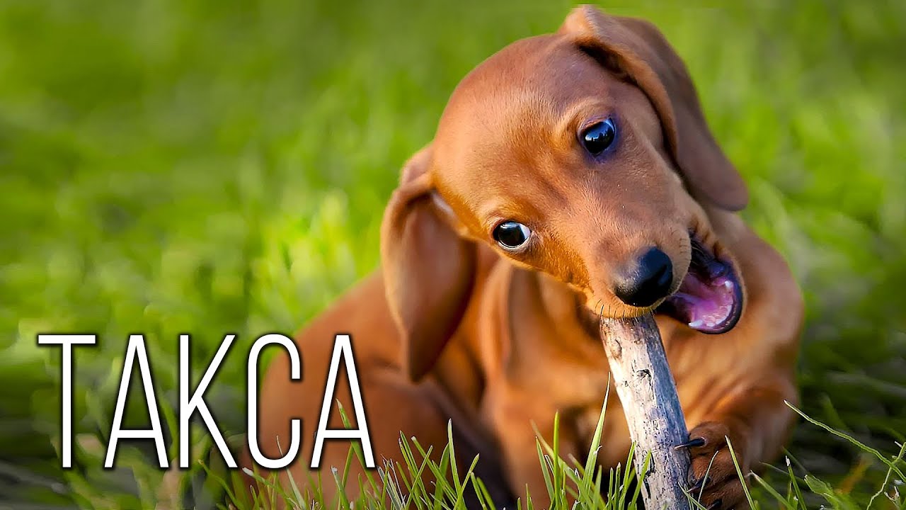 Такса: Полторы Собаки с Характером | Интересные факты про таксу
