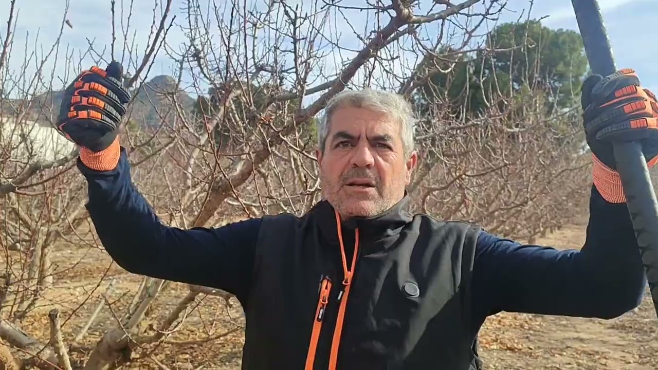 Poda de albaricoquero adulto solo con tijera de pértiga.