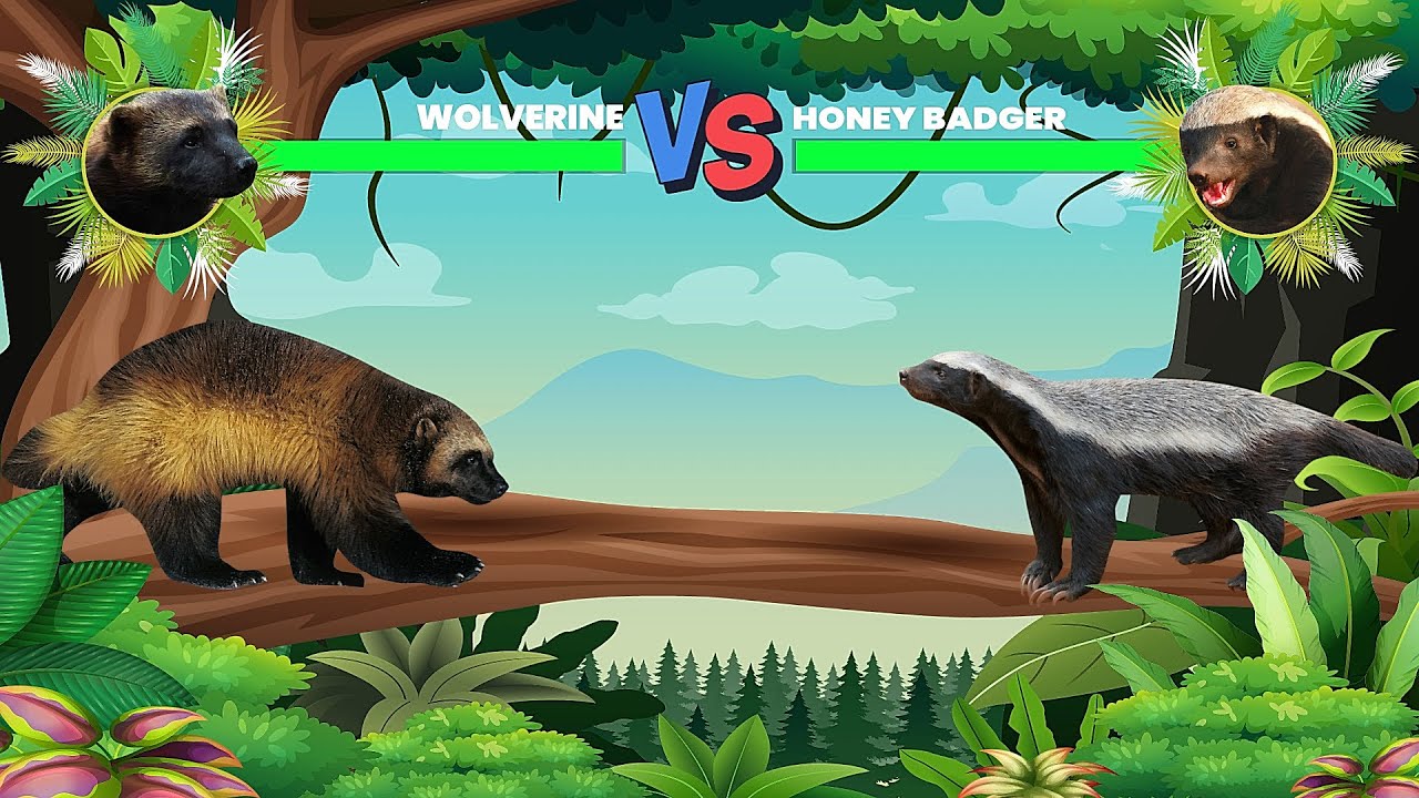 Wolverine Vs Honey Badger