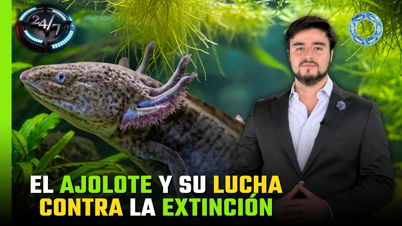 El Ajolote y su Lucha Contra la Extinción ¿Qué Podemos Hacer?