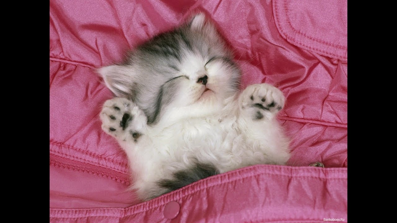 Котики и  милые котята ))) Милое видео